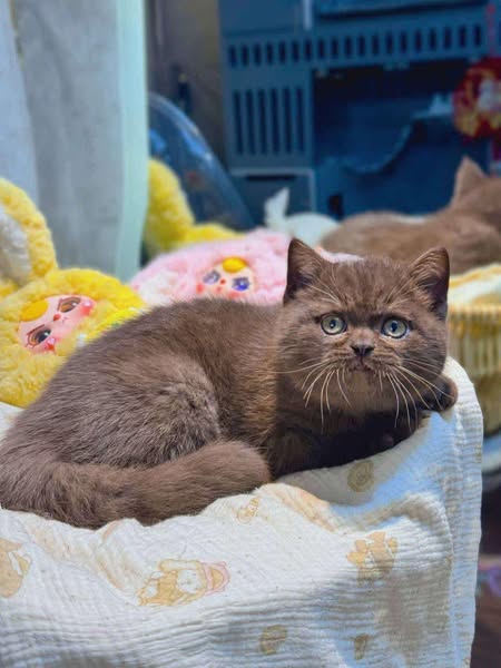 British Shorthair