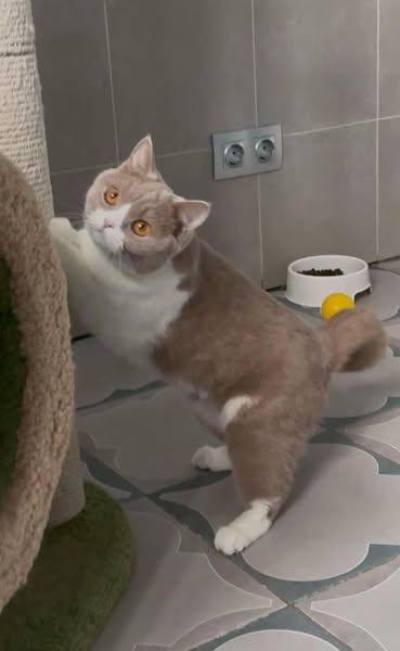 British Shorthair
