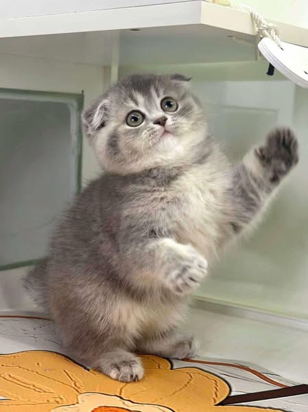 Scottish Fold
