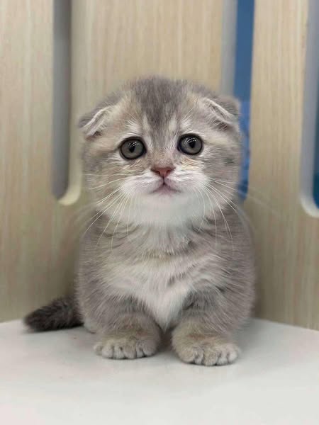 Munchkin Fold