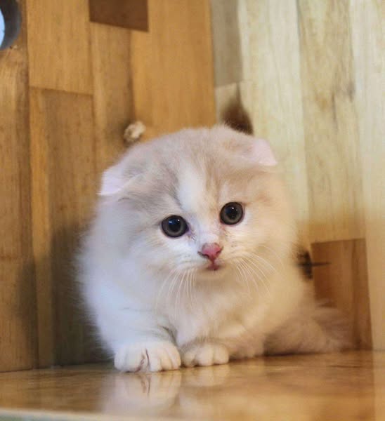 Munchkin Fold Longhair