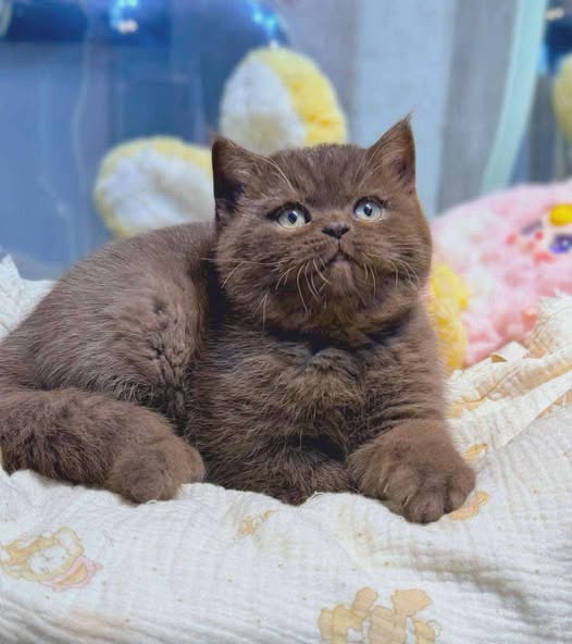 British Shorthair