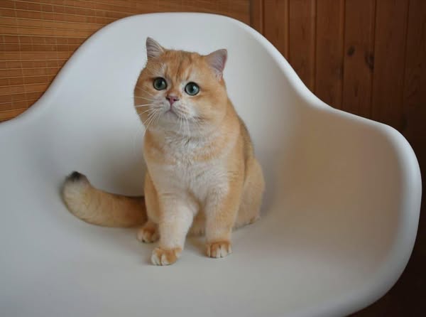 British Shorthair