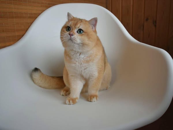 British Shorthair