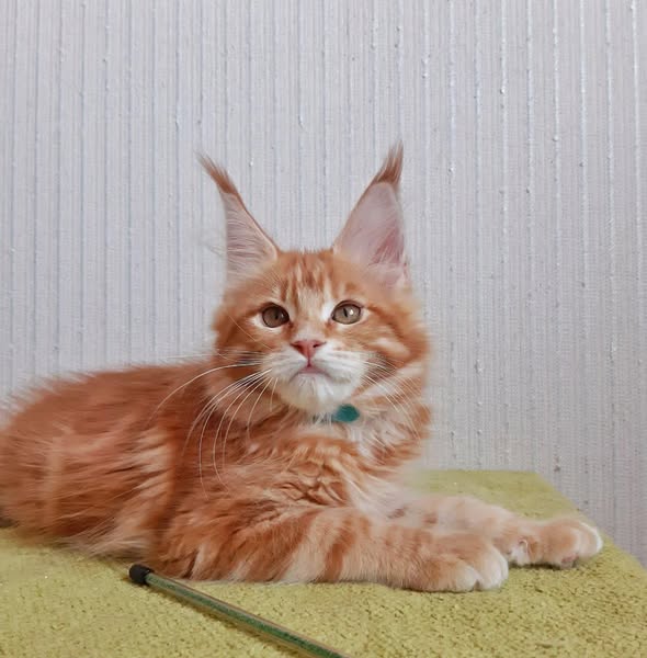 Maine Coon