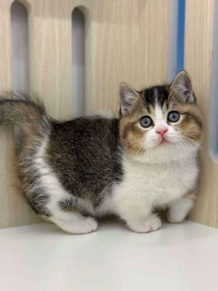 Munchkin
