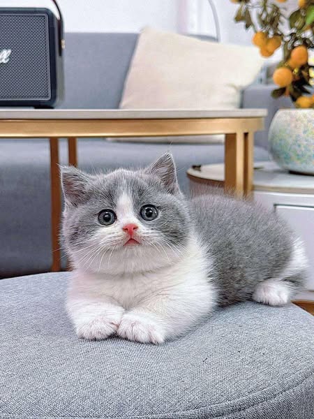 Munchkin