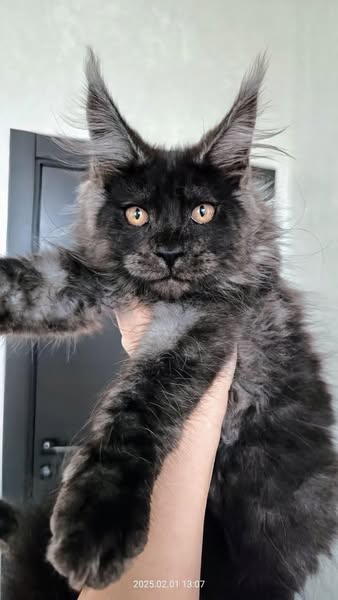 Maine Coon