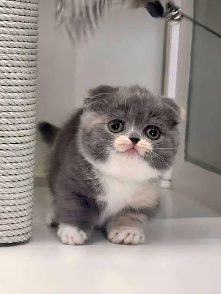 Munchkin Fold