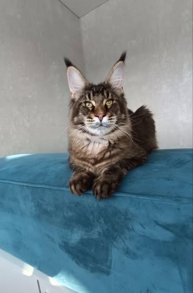 Maine Coon