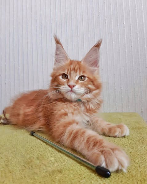 Maine Coon