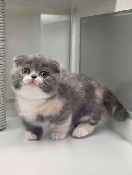 Munchkin Fold