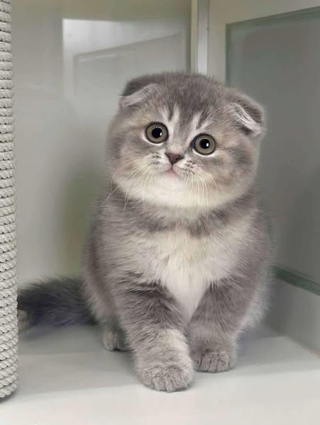 Scottish Fold