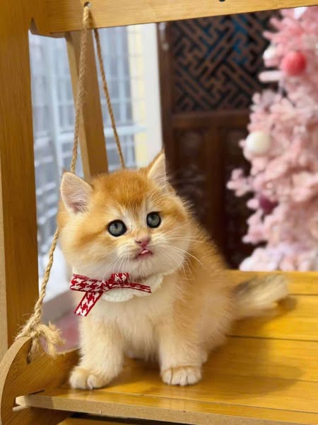 British Shorthair