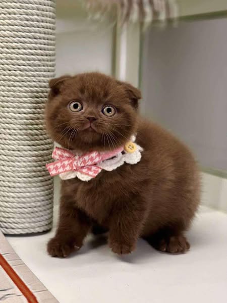 Scottish Fold