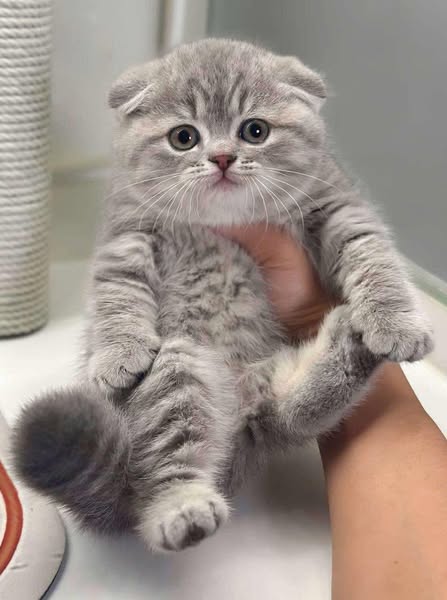 Scottish Fold