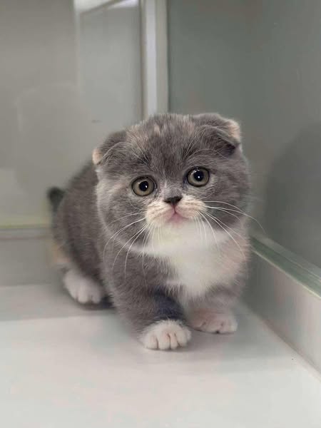 Munchkin Fold