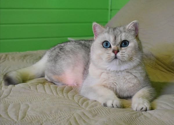 British Shorthair