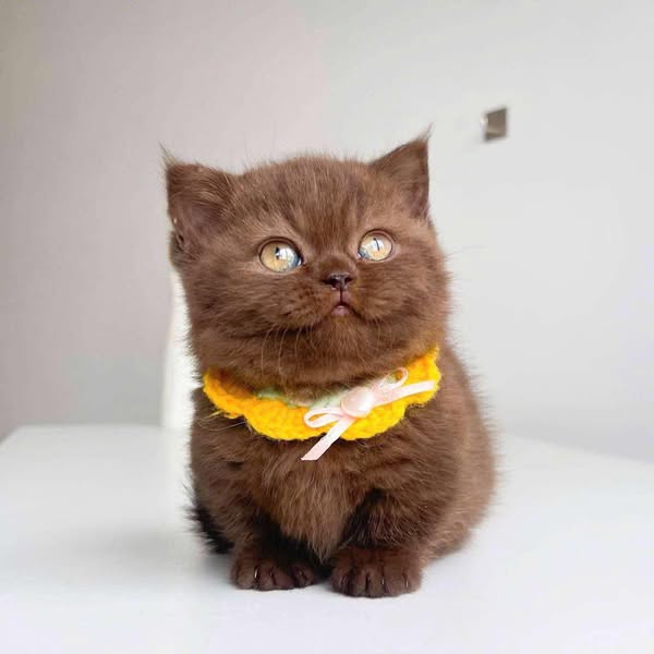 Munchkin