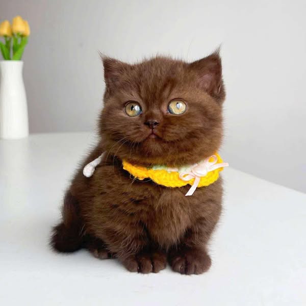 Munchkin