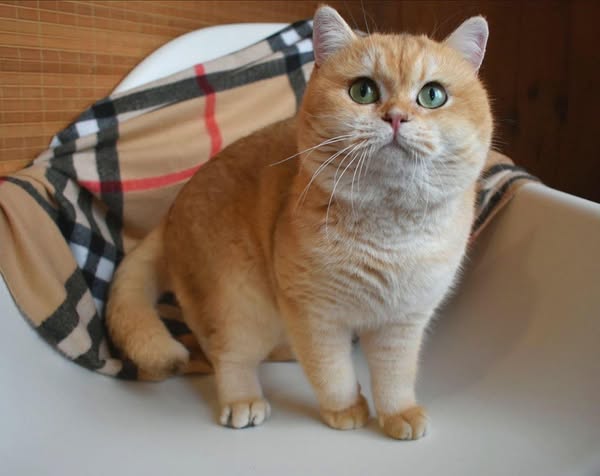British Shorthair