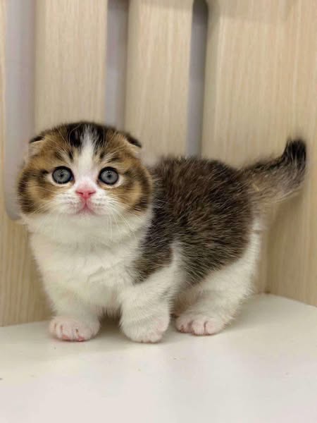 Munchkin Fold