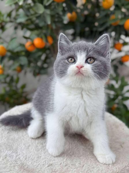 British Shorthair