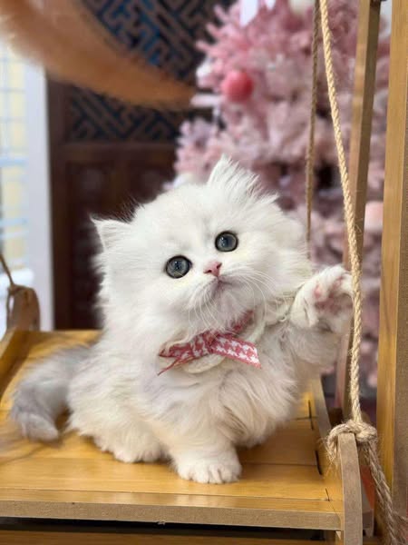 Munchkin Longhair