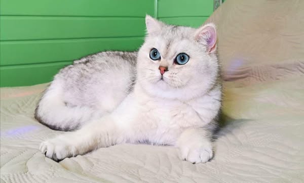 British Shorthair