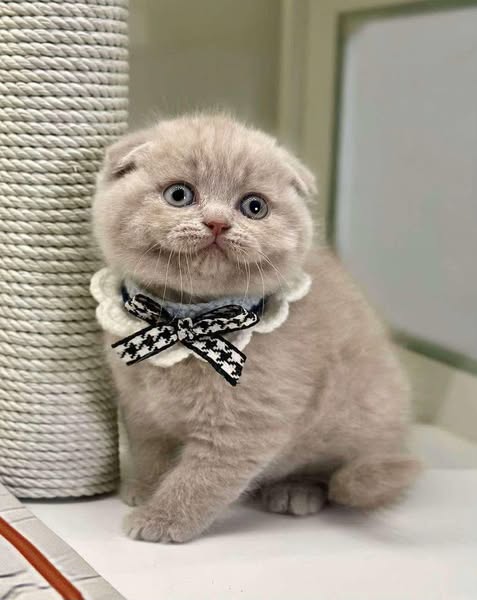 Scottish Fold