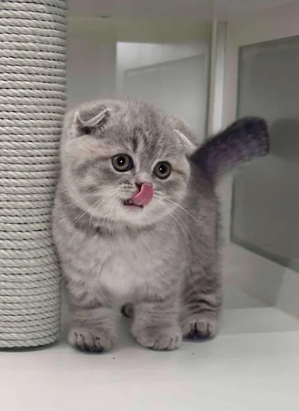 Scottish Fold