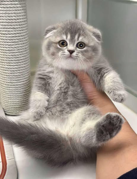 Scottish Fold