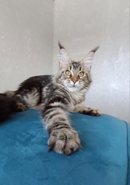 Maine Coon