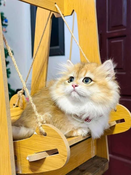 Munchkin Longhair