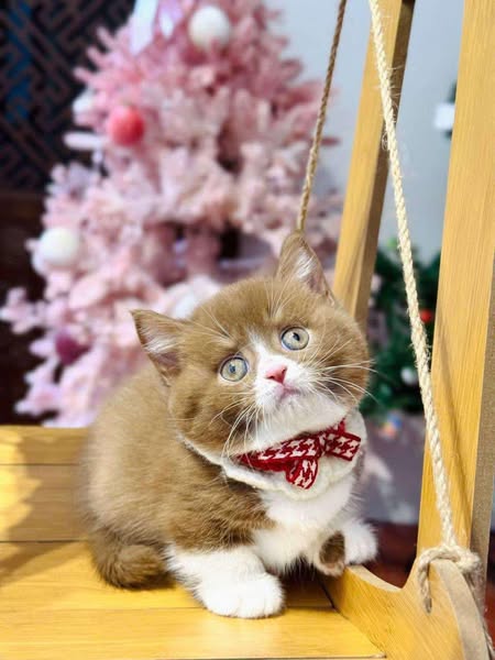Munchkin