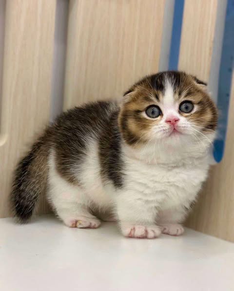 Munchkin Fold