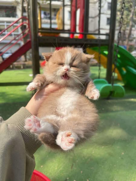 Munchkin