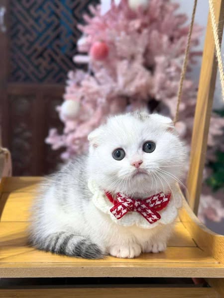 Munchkin Longhair