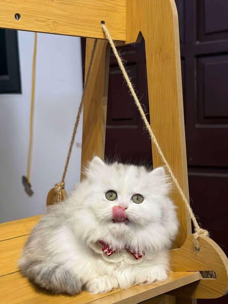 Munchkin Longhair