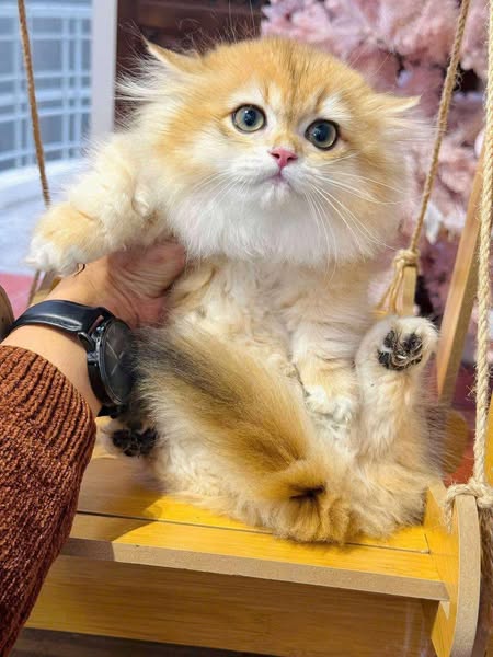 Munchkin Longhair