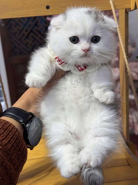 Munchkin Longhair