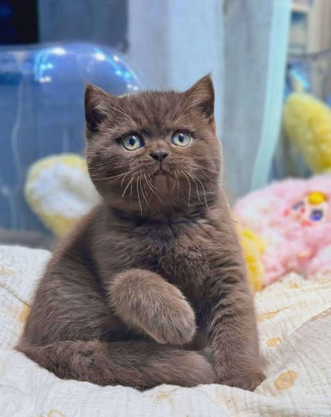 British Shorthair