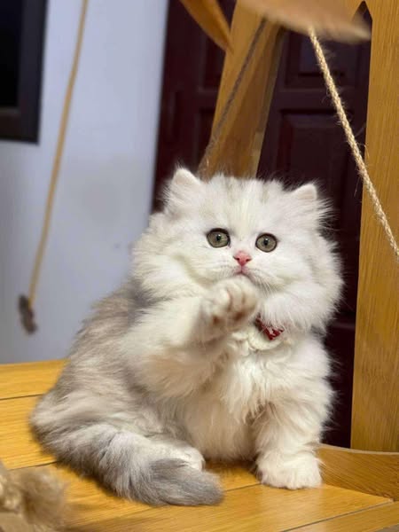 Munchkin Longhair