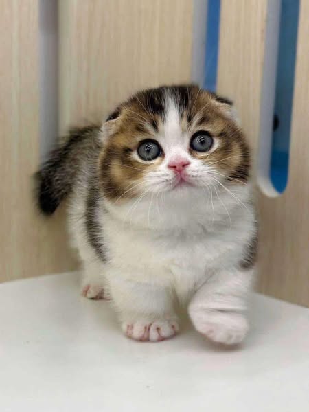 Munchkin Fold