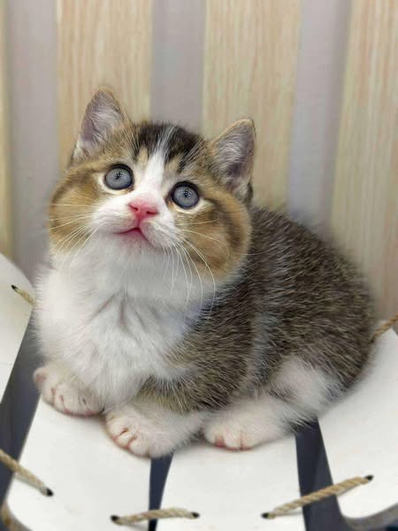 Munchkin