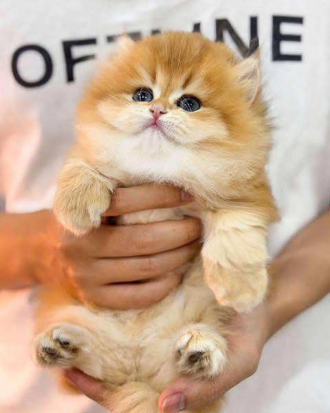 Munchkin Longhair