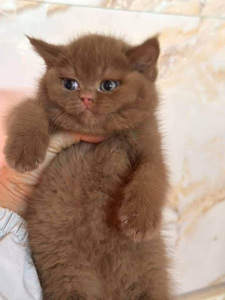 British Shorthair