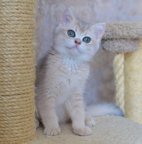 British Shorthair
