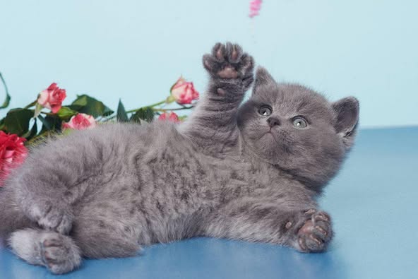 British Shorthair