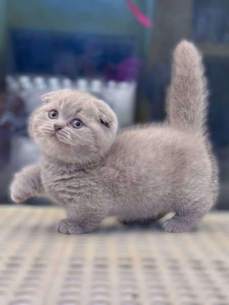 Munchkin Fold